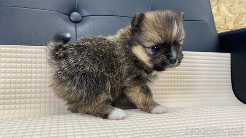 成約済の兵庫県のポメラニアン-311235の8枚目
